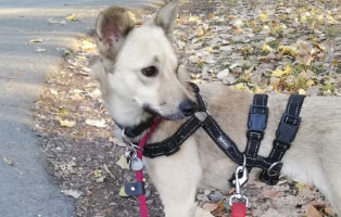 hund yuma gluecklich vermittelt draussen