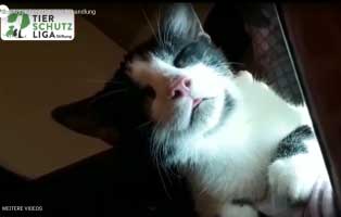 kater anton braucht behandlung