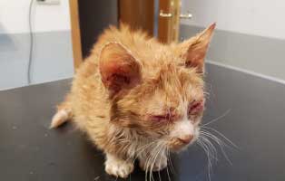 kater katzenschnupfen notfellchen wollaberg augen