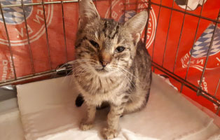 katze giselda katzenschnupfen