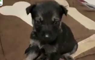 10 labrador mischlingswelpen