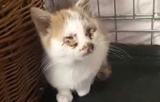 fundkater start ins leben pate