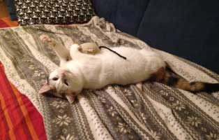 gluecklich vermittelt susi muenchen