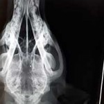 junghund eingefangen luna roentgenbild