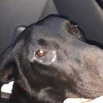 junghund eingefangen luna roentgenbild