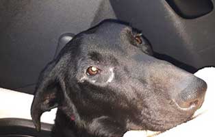 junghund eingefangen luna roentgenbild