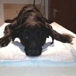 junghund eingefangen luna untersuchung