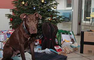 lilly weihnacht geschenke baum