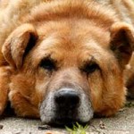 opi simon verstorben baer