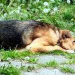 opi simon verstorben schlaeft