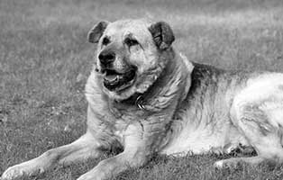 opi simon verstorben wiese bw