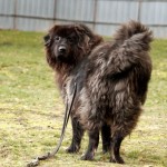 Simba genießt den Auslauf