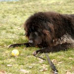 Simba möchte beschäftigt werden