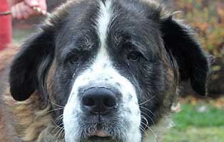 aufnahmepatenschaft bernhardiner omi