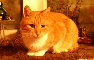 gluecklich vermittelt katze goldi