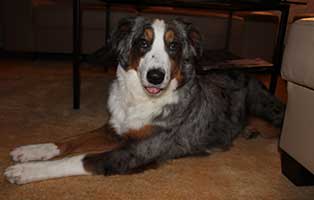 huendin mia gluecklich vermittelt