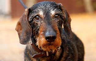 hund dackel geni verstorben