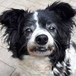 hund hanni verstorben gesicht