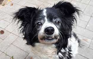 hund hanni verstorben gesicht