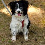 hund hanni verstorben leine