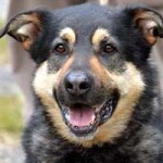 hund hasso verstorben