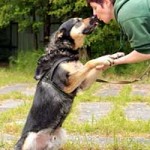 hund hasso verstorben pflegerin