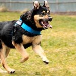 hund hasso verstorben rennt