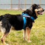 hund hasso verstorben spielt