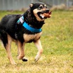 hund hasso verstorben spielzeug