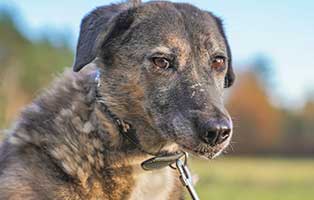 hund jenny patentier03