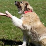 hund ursel verstorben pfote