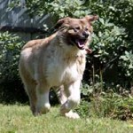 hund ursel verstorben rennt