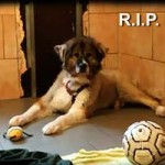 hund ursel verstorben rip