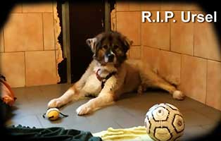 hund ursel verstorben rip