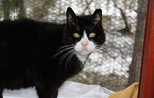 kater archimedes krank