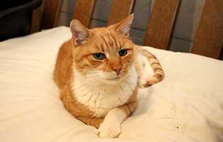 kater goldi gluecklich vermittelt