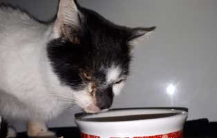 kater leopold geschwollen napf