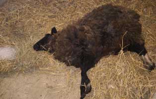 schaf geschwaecht erloest stroh