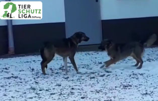 tommy&kaja zuhause gesucht