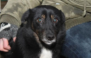 Huendin 09, 8 Jahre februar 2019