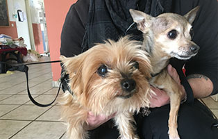 anja&bambi zwergpinscher yorkshire terrier zahnsanierung