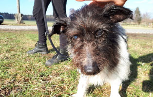 hund gwenny augenoperation gassi