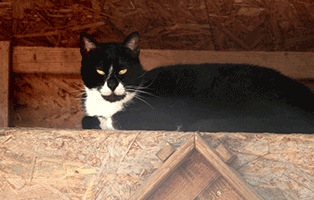 kater brutus verstorben solo