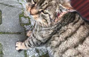 kater ecki behandlung ohr