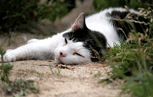 kater pinki verstorben relaxen