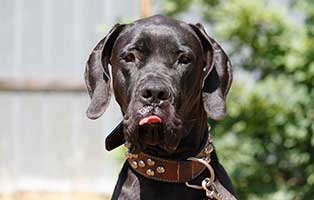 notfall hund destiny portrait