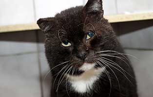 notfall kater alfi portrait