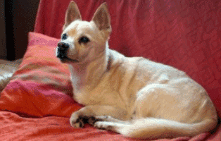 patentier purzel oberdinger moos