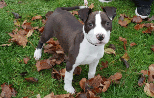 bruno zuhause gefunden