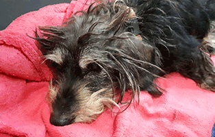 dackel waldi totkrank verstorben